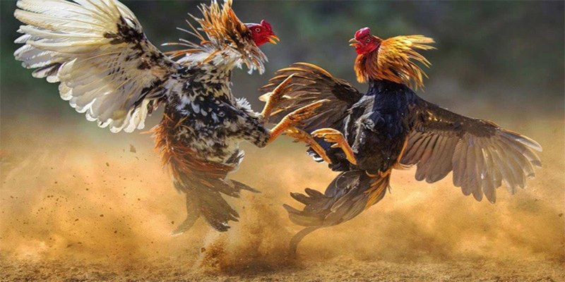 Đá gà Peru tạo trải nghiệm chọi gà cựa dao phấn khích